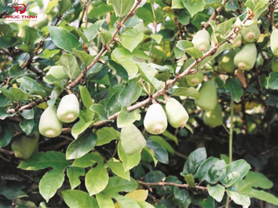 Hình ảnh quả trâu cổ tươi