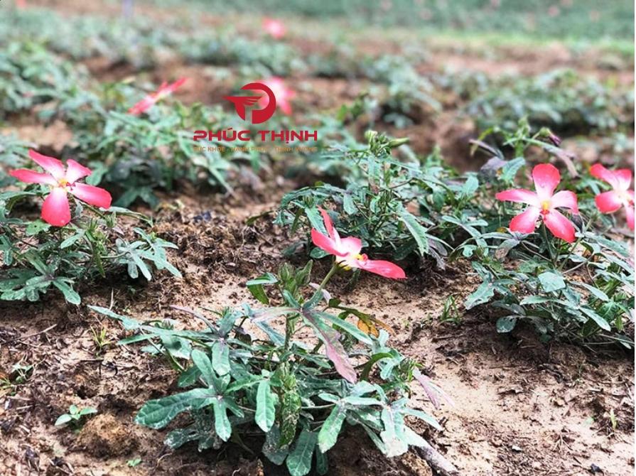 Hình ảnh sâm bố chính