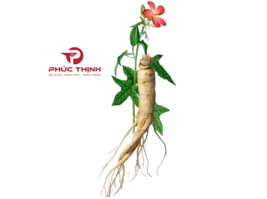 Hình ảnh sâm bố chính