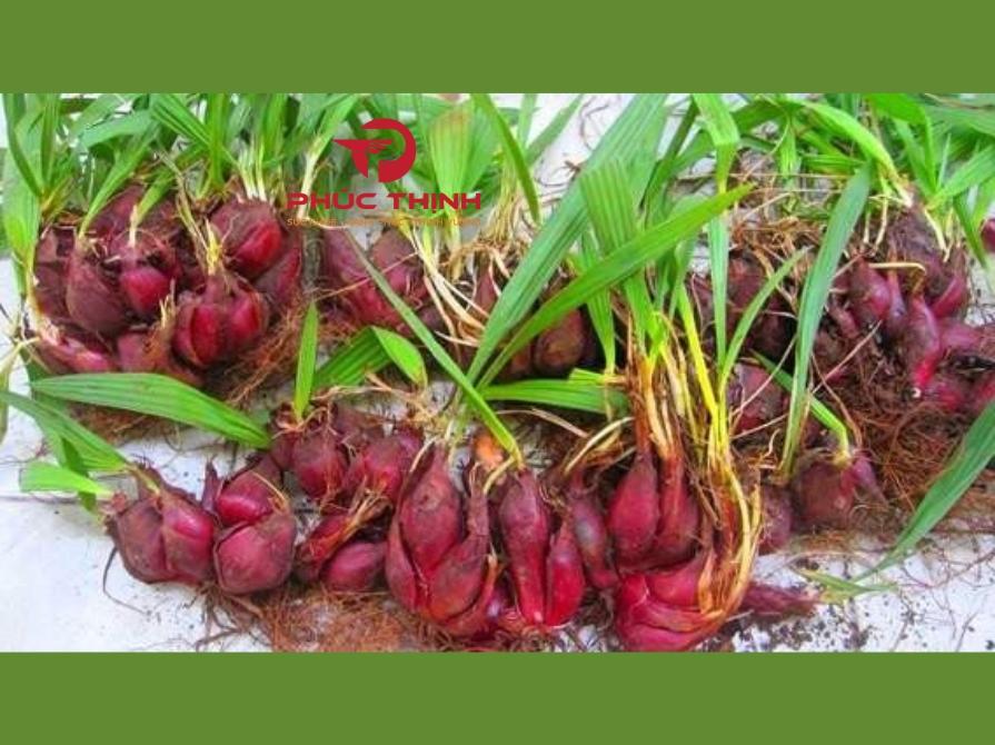 Sâm Đại Hành – Sự Kết Hợp Giữa Dược Liệu Và Rau Gia Vị