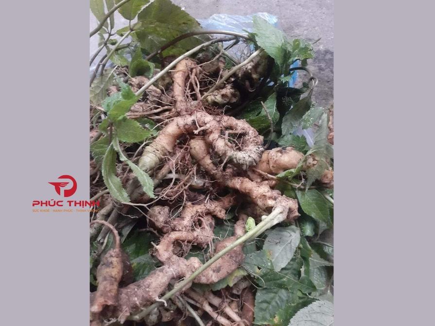 Sâm vũ diệp: Dược liệu quý giúp bổ máu và tăng cường sinh lực