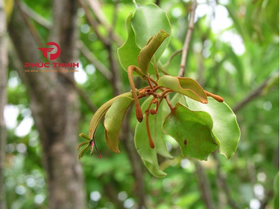 Cách Thu Hái Và Sơ Chế Tầm Gửi Cây Gạo Thu hái