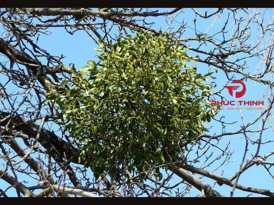 Giới Thiệu Về Tầm Gửi Cây Gạo