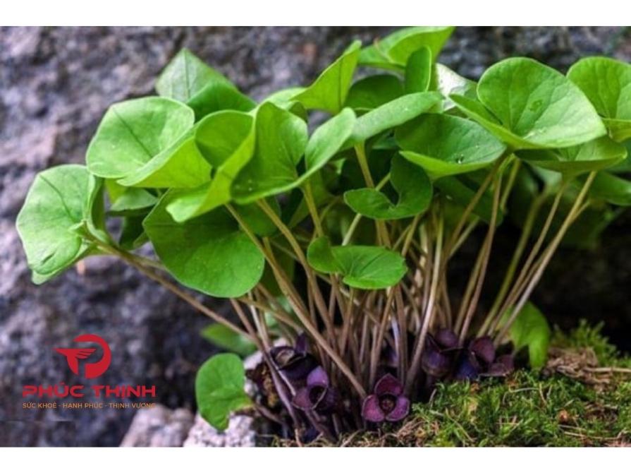Tại Sao Nên Sử Dụng Tế Tân?