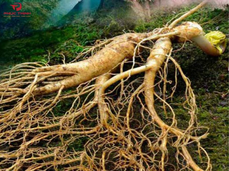 Hình ảnh sâm Trường Bạch