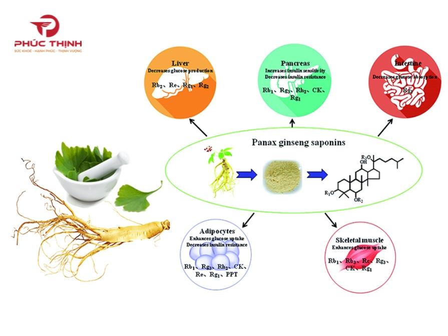 Thành phần hóa học quan trọng của hồng sâm