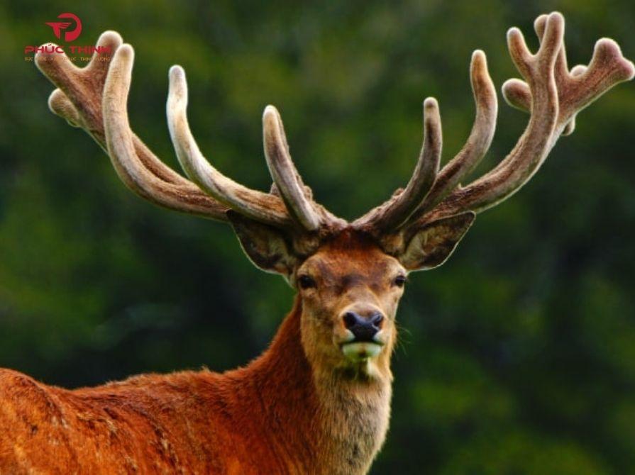 Hình ảnh nhung hươu tự nhiên