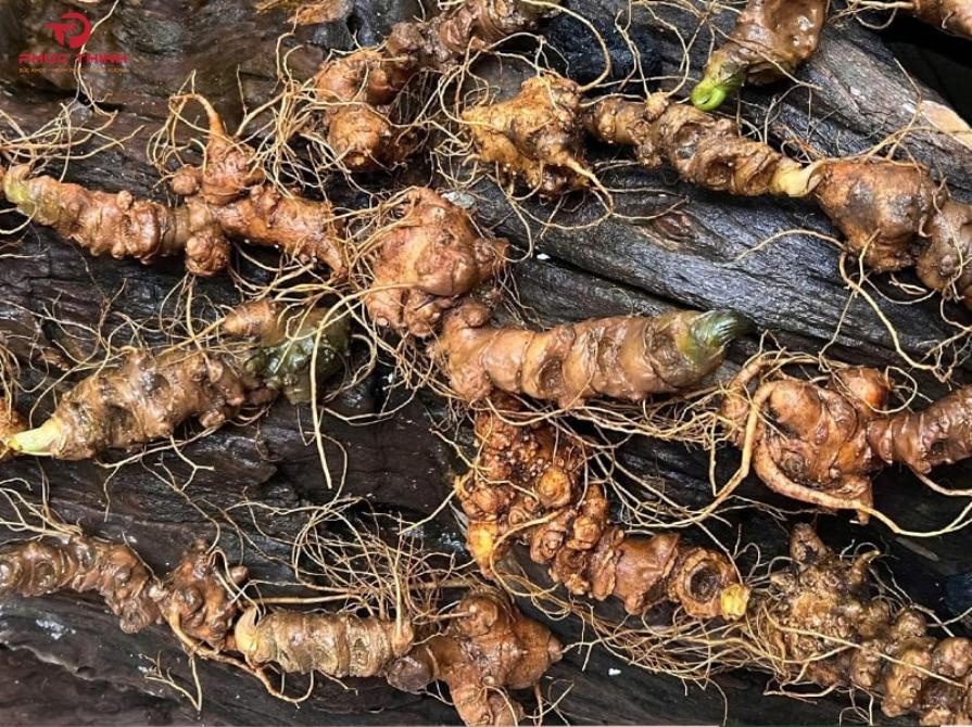 Sâm Lai Châu là nguồn gen sâm đặc hữu có giá trị