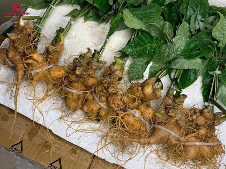 Vì sao nhiều người gọi sâm Lai Châu là 