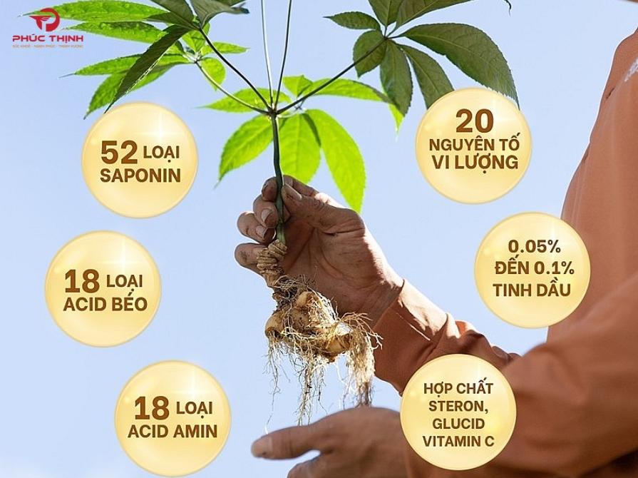 Vì sao saponin quyết định giá trị của sâm Lai Châu?