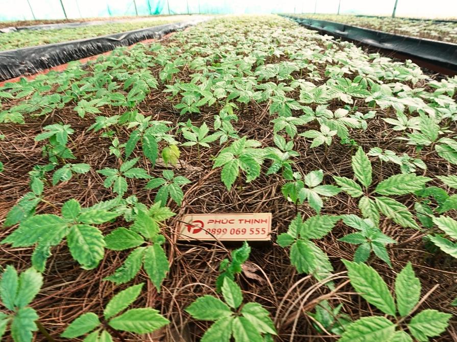 Vườn sâm Lai Châu của Thái Minh Panax