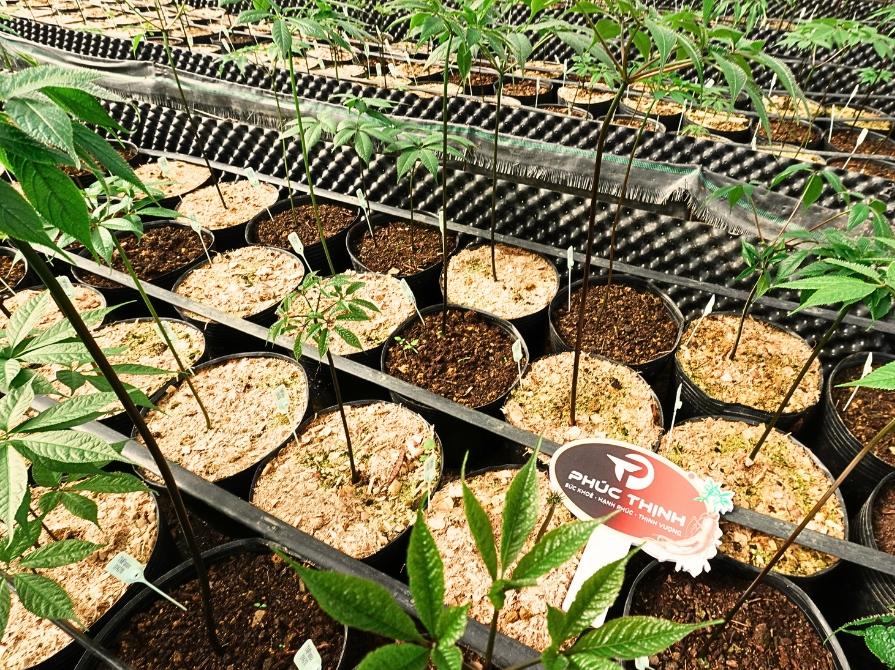 Vườn sâm Lai Châu của Thái Minh Panax