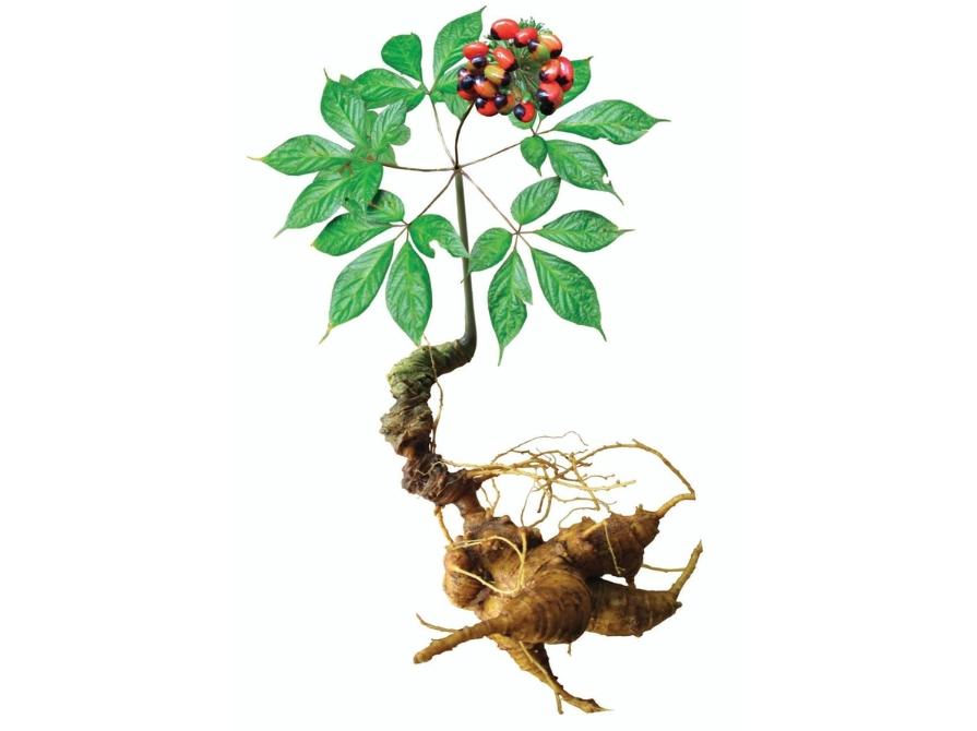Hình ảnh sâm Ngọc Linh