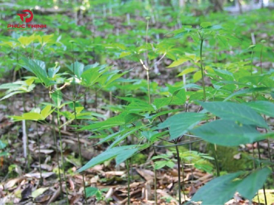 Sâm Ngọc Linh và sâm Lai Châu có những đặc điểm hình thái tương tự nhau nên nếu nhìn qua khó có thể phân biệt được bằng mắt thường