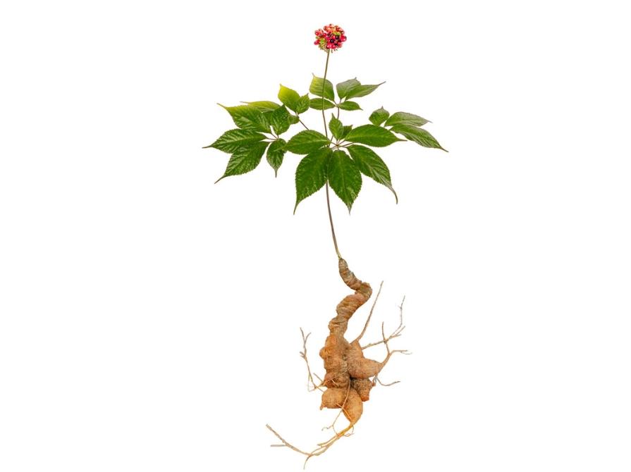 Đặc điểm hình thái rễ, thân, lá, quả của sâm Lai Châu