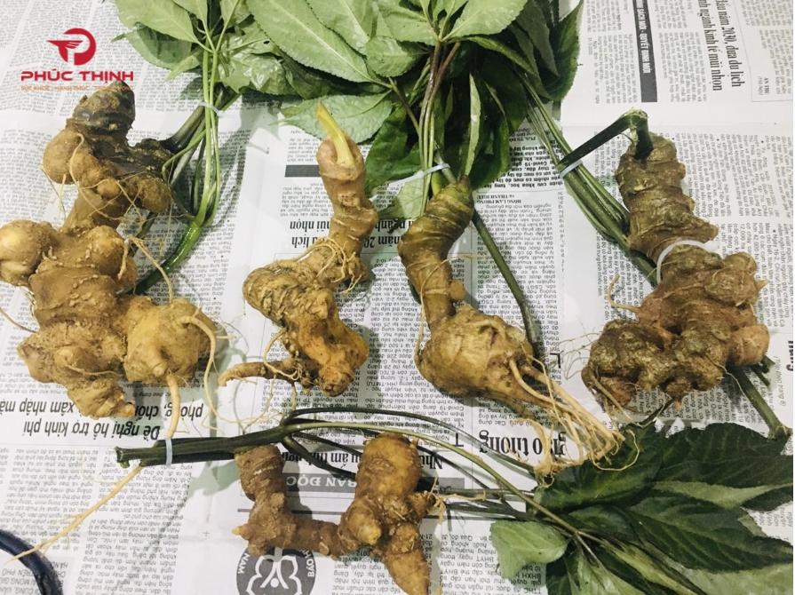 Hình ảnh sâm Ngọc Linh