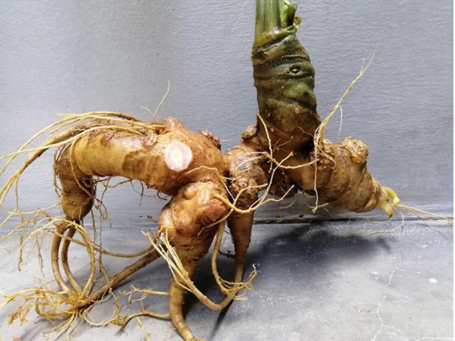 Hình ảnh sâm Ngọc Linh tươi