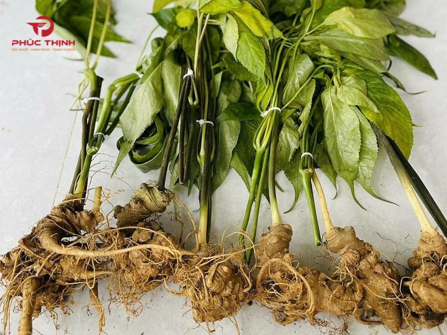 Hình ảnh sâm Việt Nam