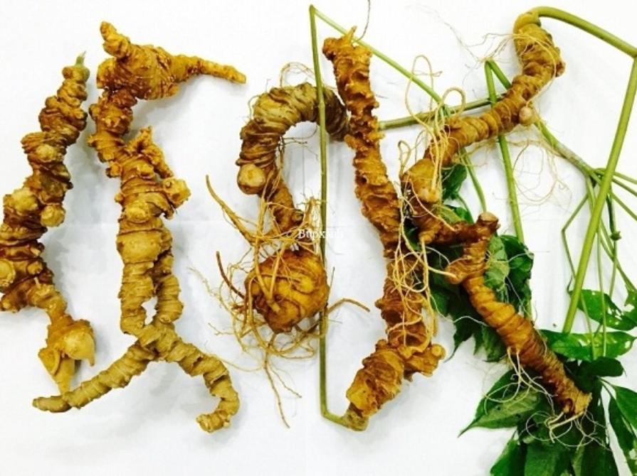 Sâm Ngọc Linh – Viên Ngọc Quý Của Dược Liệu Việt Nam