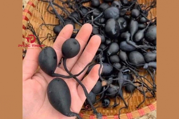 Xylaria nigripes (sâm ô linh): Nguồn gốc, hoạt chất và tác dụng y học đã được ghi nhận