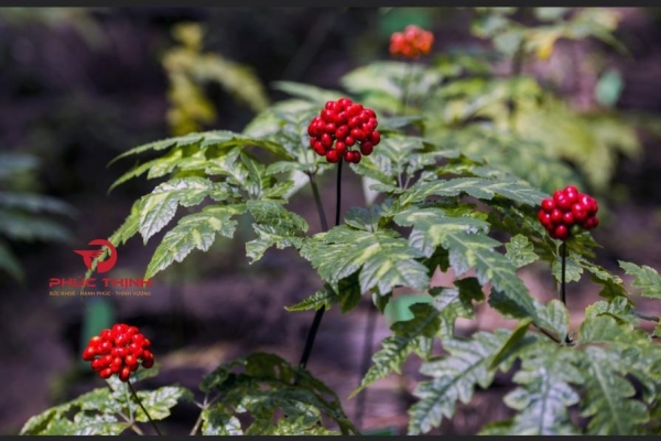 Sâm Vũ Diệp: Dược Liệu Quý Giúp Bổ Máu Và Tăng Cường Sinh Lực