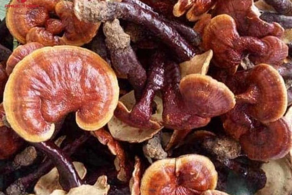 Nấm linh chi hỗ trợ thải độc gan như thế nào? Cách dùng hiệu quả nhất