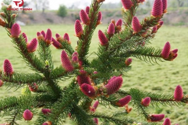 Tinh dầu thông đỏ Hàn Quốc có tốt không? Sự thật và ưu - nhược điểm cần biết