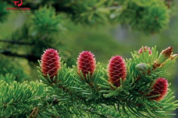 Uống tinh dầu thông đỏ khi nào tốt nhất trong ngày? Sáng hay tối hiệu quả hơn?