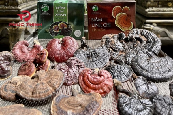 Nấm linh chi Việt Nam - Công dụng, cách dùng và kinh nghiệm chọn mua