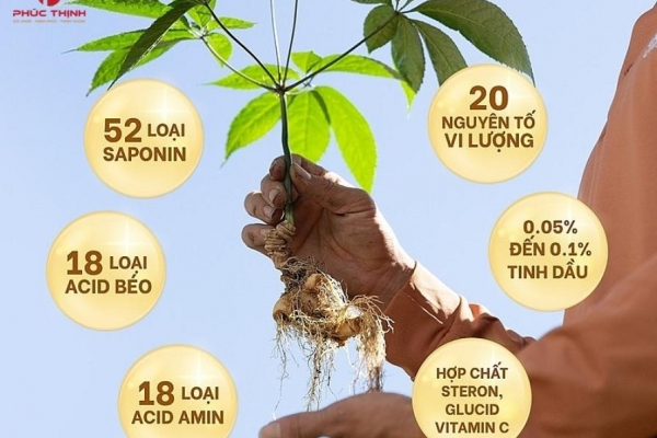 Sâm Lai Châu - Loài sâm quý thuộc chi Panax của Việt Nam