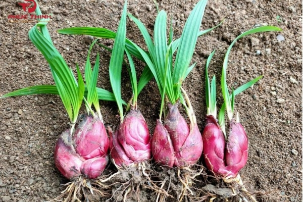 Các loại sâm Việt Nam - Đặc điểm, công dụng và cách phân biệt