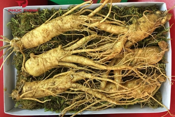 Sâm 6 năm tuổi Hàn Quốc - Vì sao mốc 6 năm được quan tâm?