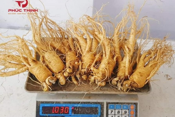Sâm Hàn - Những điều cần biết về nhân sâm Hàn Quốc