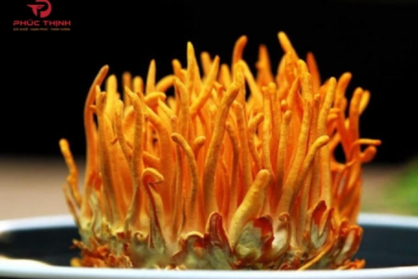Đông trùng hạ thảo Việt Nam: Hiểu đúng để lựa chọn phù hợp