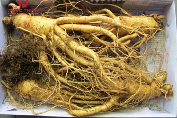 Nhân sâm - Dược liệu quý qua hàng nghìn năm lịch sử